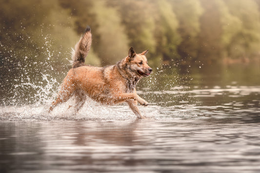 Mon chien senior boite au lever : 7 actifs documentés par la science qui changent vraiment la donne
