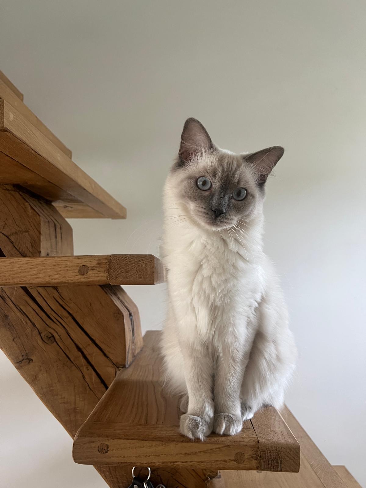 Mon chat se gratte l'oreille : que faire et quels gestes d'hygiène adopter