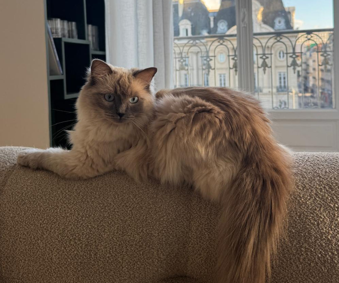 Mon chat de 12 ans saute moins haut : 4 signes d'arthrose féline souvent ignorés et comment l'aider