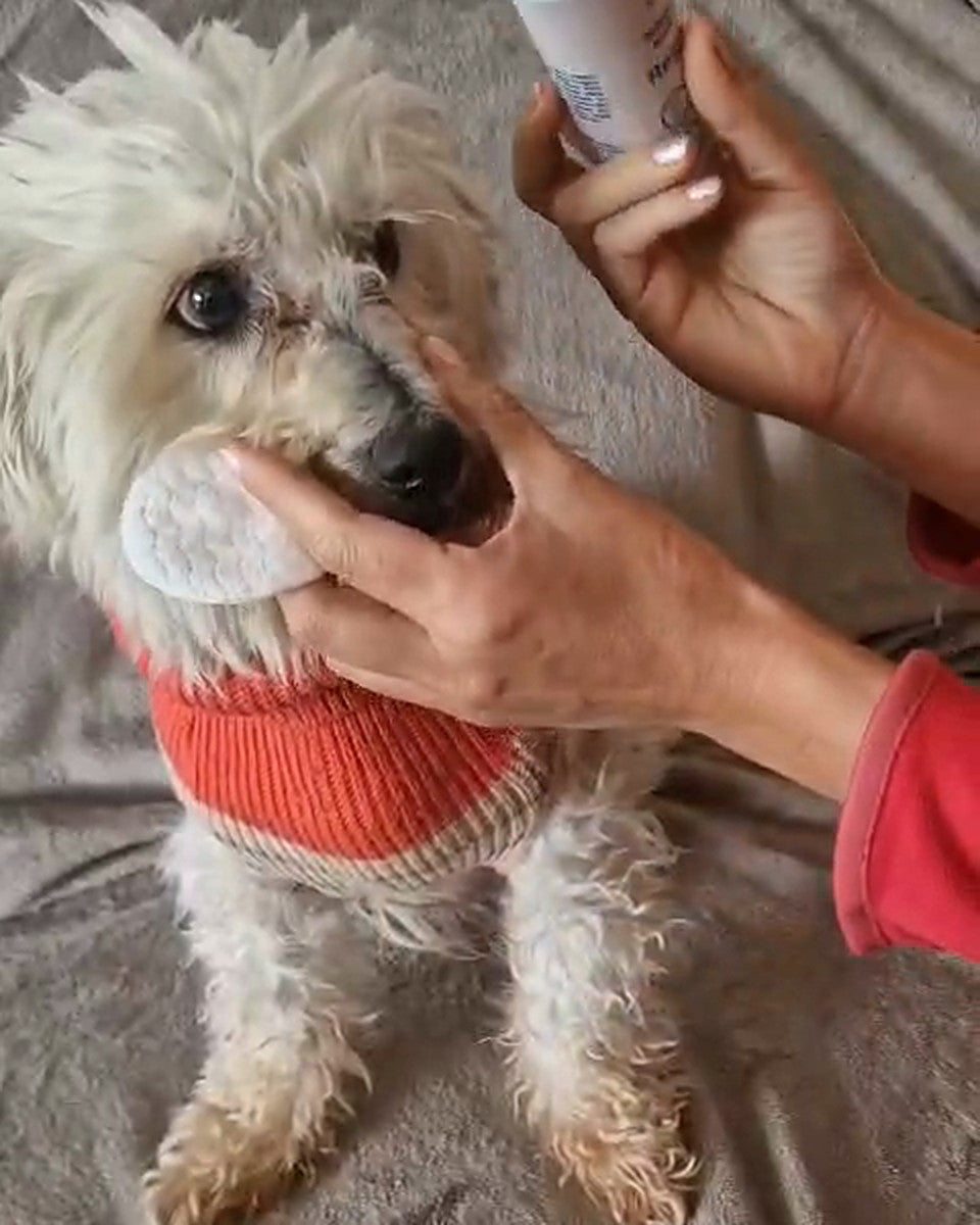 Nettoyage du contour des yeux d'un petit chien avec un disque imbibé de nettoyant oculaire NAÏA Regard