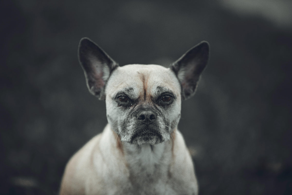Les bienfaits du collagène pour les chiens seniors