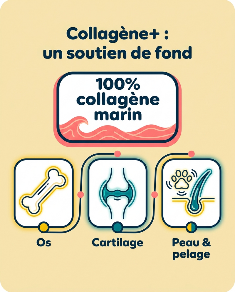 Os, cartilage, peau : le collagène, brique du corps