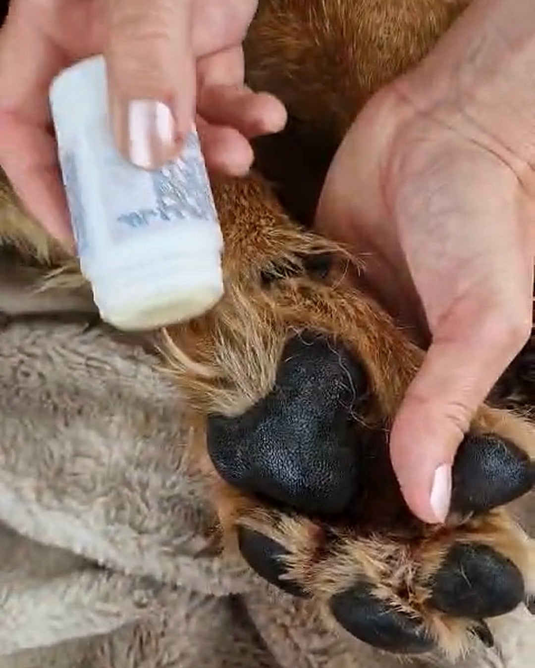 application du stick protecteur cocon sur les coussinets d'un chien